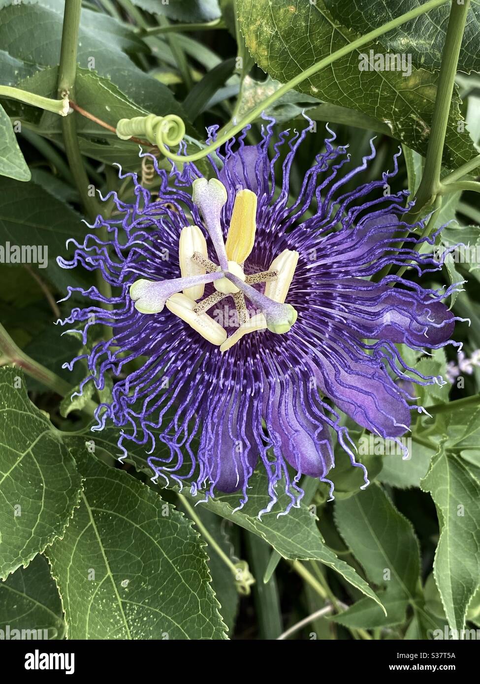 Purple Passion flower bloom Stock Photo Alamy
