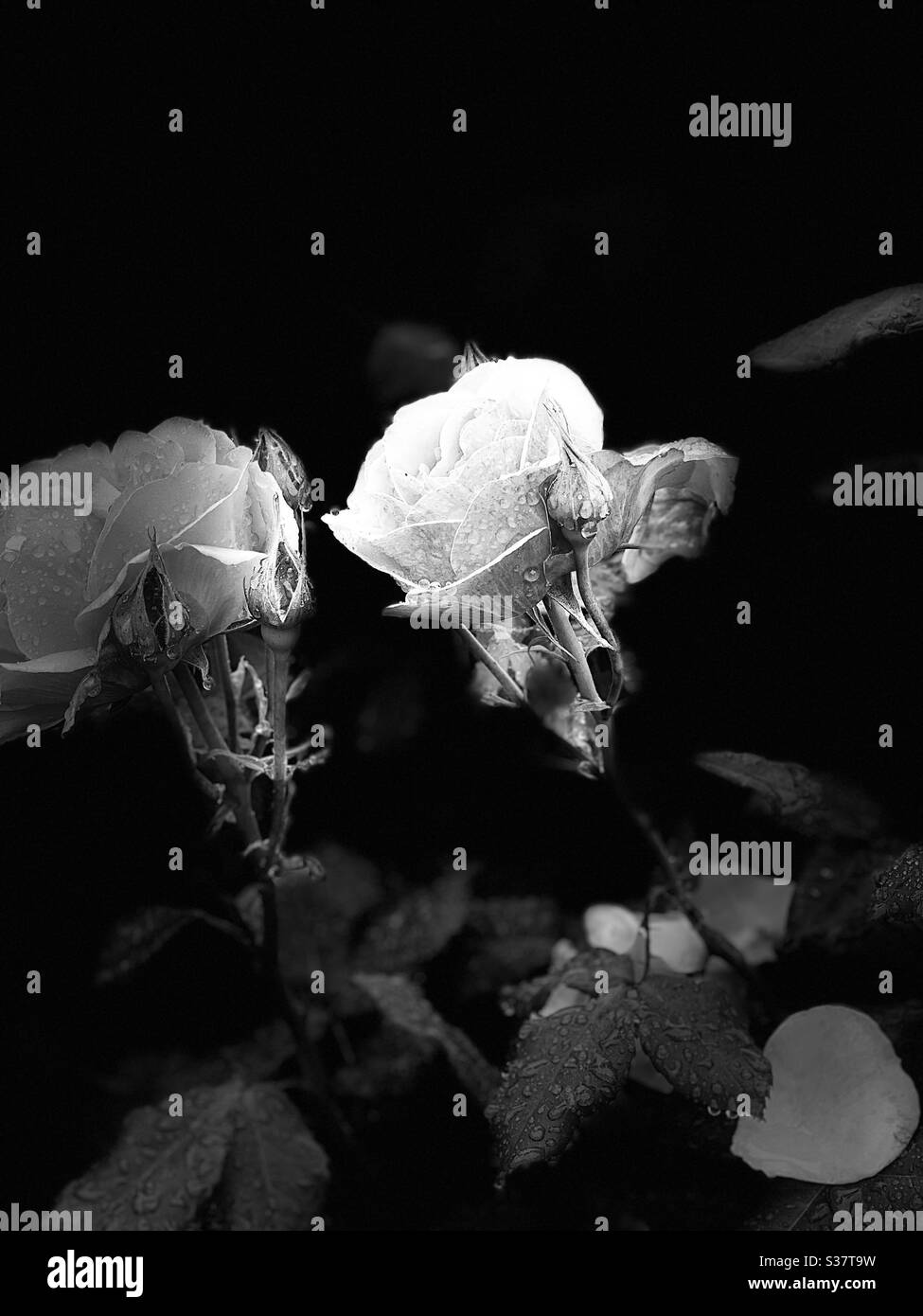 Rose High Note High tone hi-res stock photography and images - Alamy