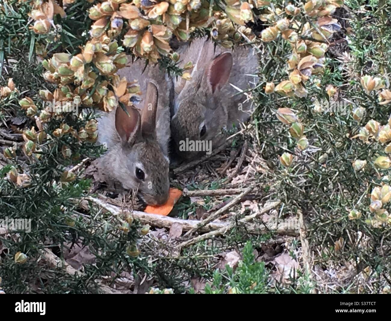 Wild bunny rabbits eating a carrot - Smartphone Captured Stock Image