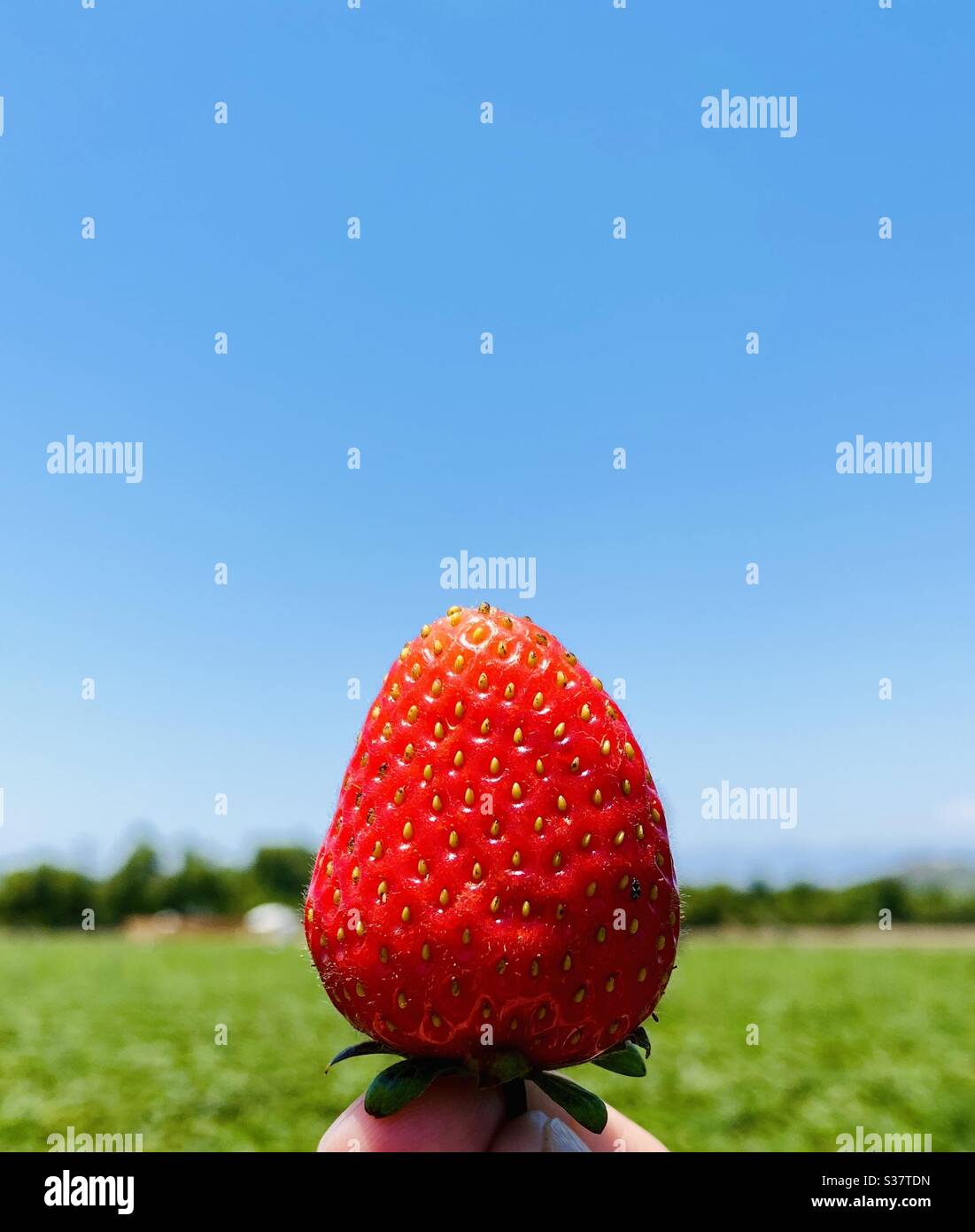 A person holding a freshly picked strawberry. Moorpark, California USA. Stock Photo
