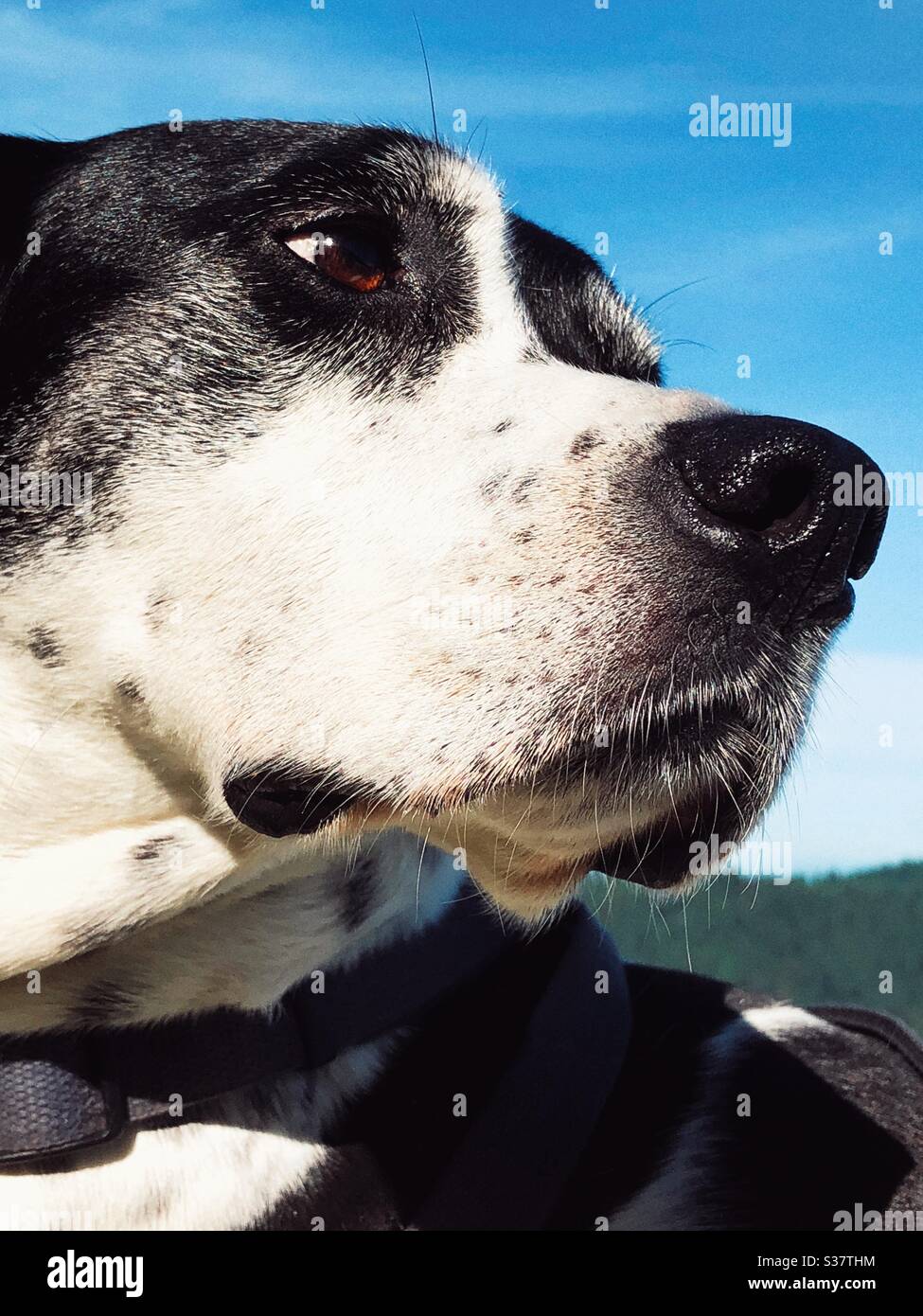Dog portrait - Smartphone Captured Stock Image