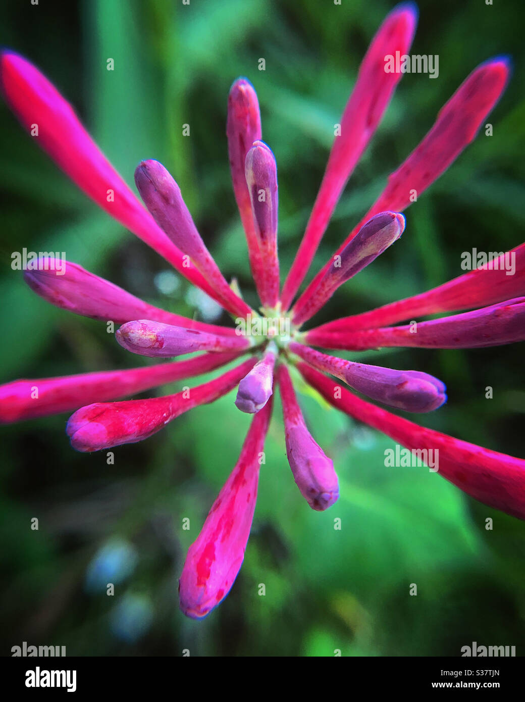 Trumpet honeysuckle about to bloom Stock Photo Alamy