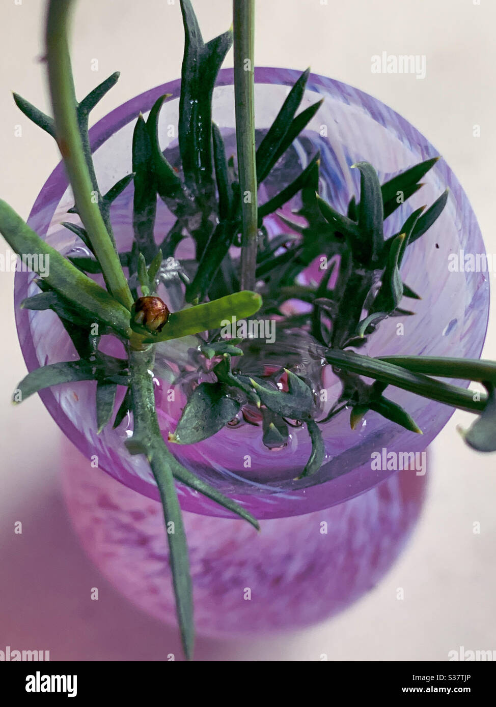 Looking down into a vase - Smartphone Captured Stock Image