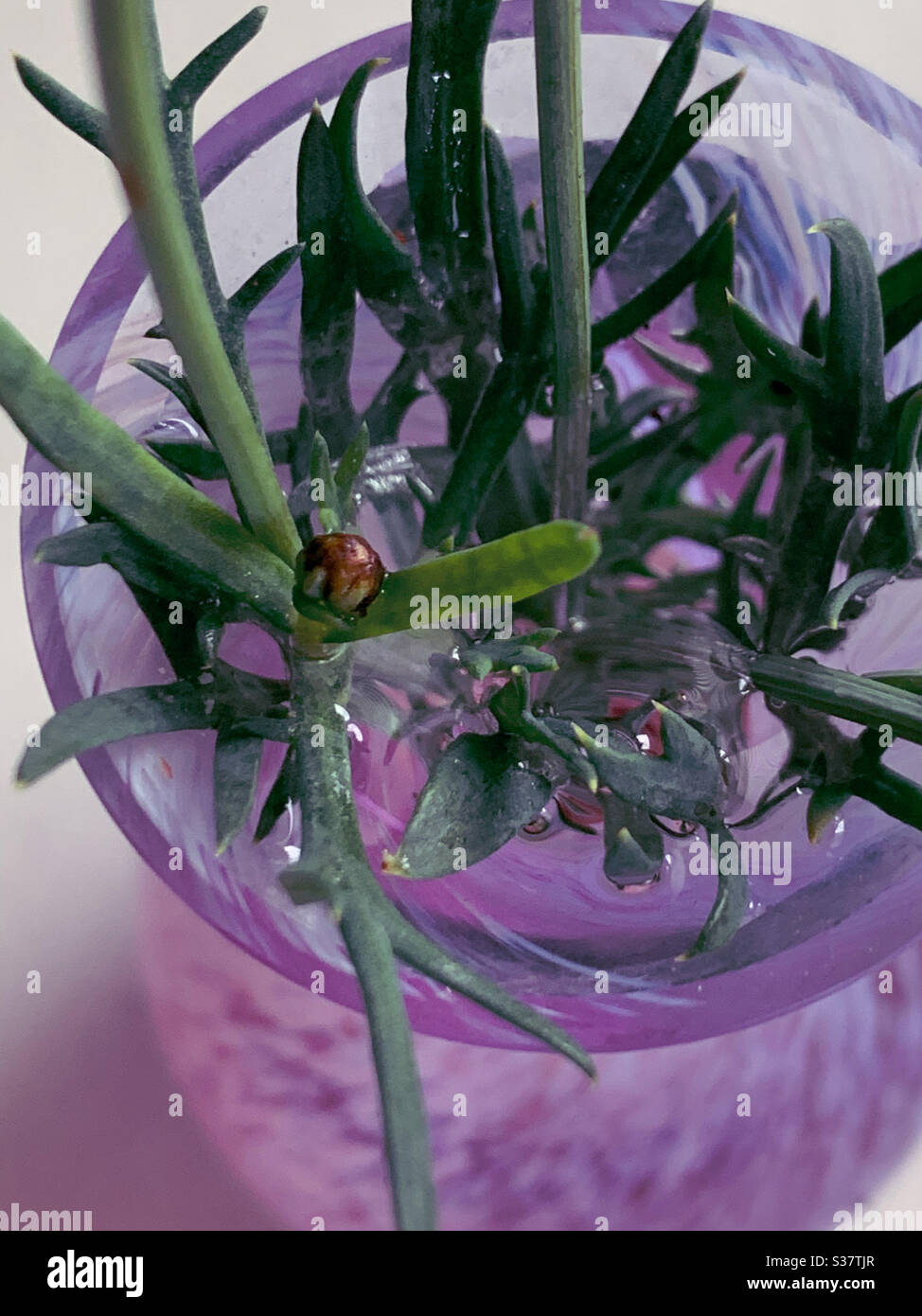 Looking down into a vase at a tiny daisy bud and water - Smartphone Captured Stock Image