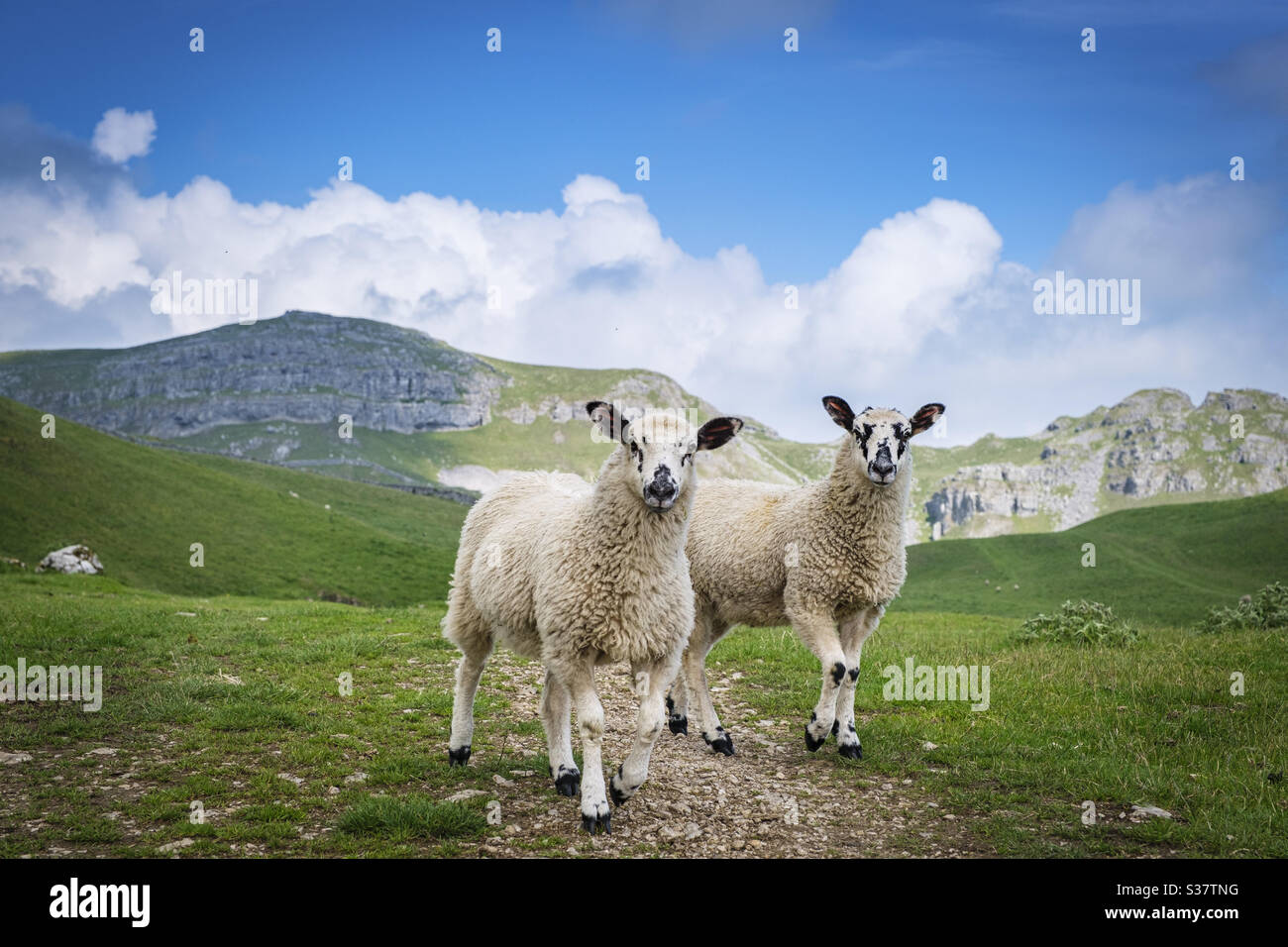 Lambs at Attermire Scar, Near Settle, Yorkshire Dales, UK Stock Photo