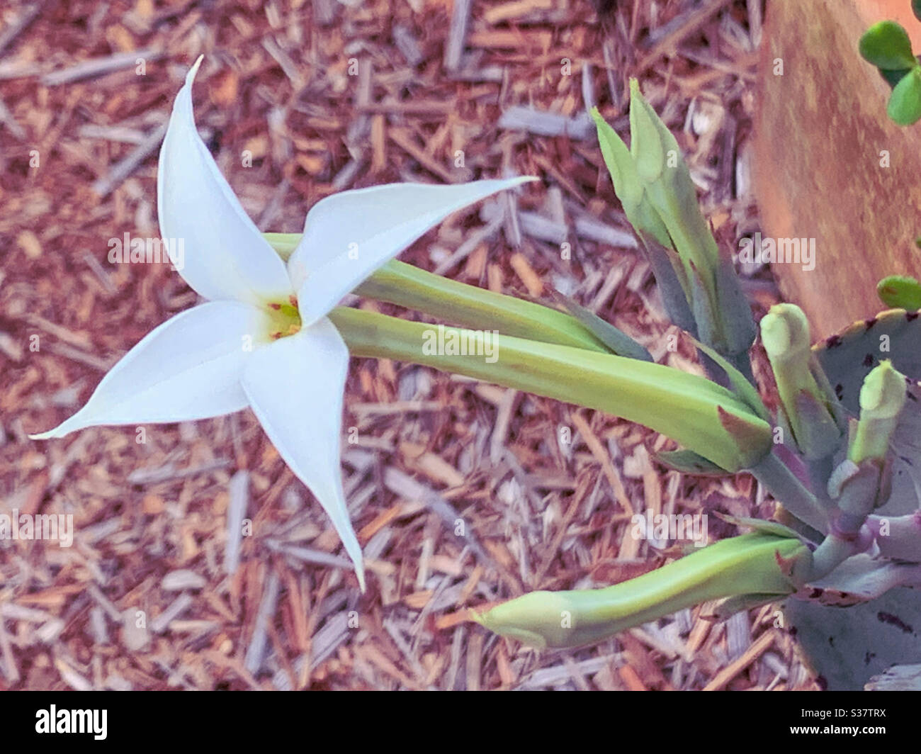 Lovely flower blooming on succulent plant - Smartphone Captured Stock Image