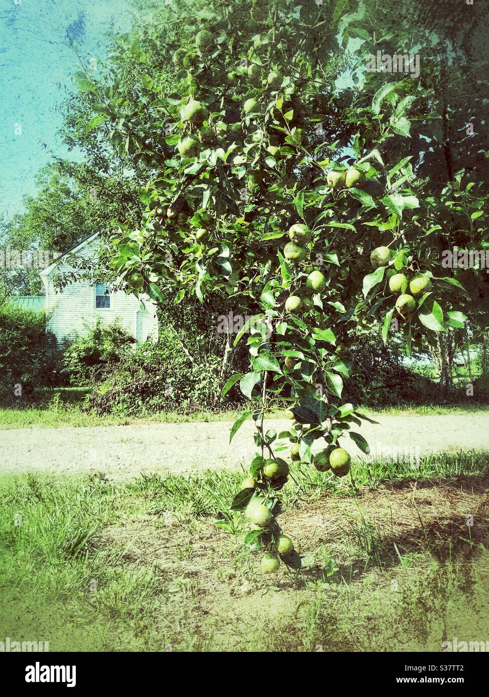 Pear tree branch, laden with pears, drops to touch the ground. White farmhouse in background. - Smartphone Captured Stock Image