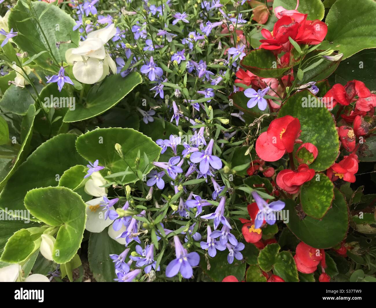Red, white, and blue flowers in garden celebrate Independence Day- no filters - Smartphone Captured Stock Image