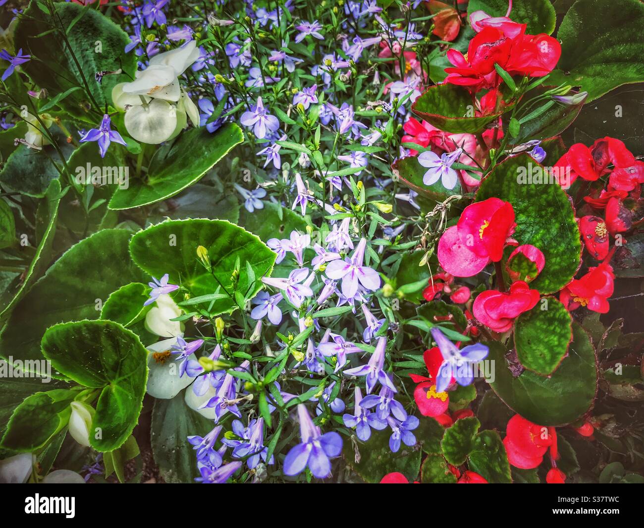 Red, White, and Blue flowers display celebration of Independence Day - Smartphone Captured Stock Image