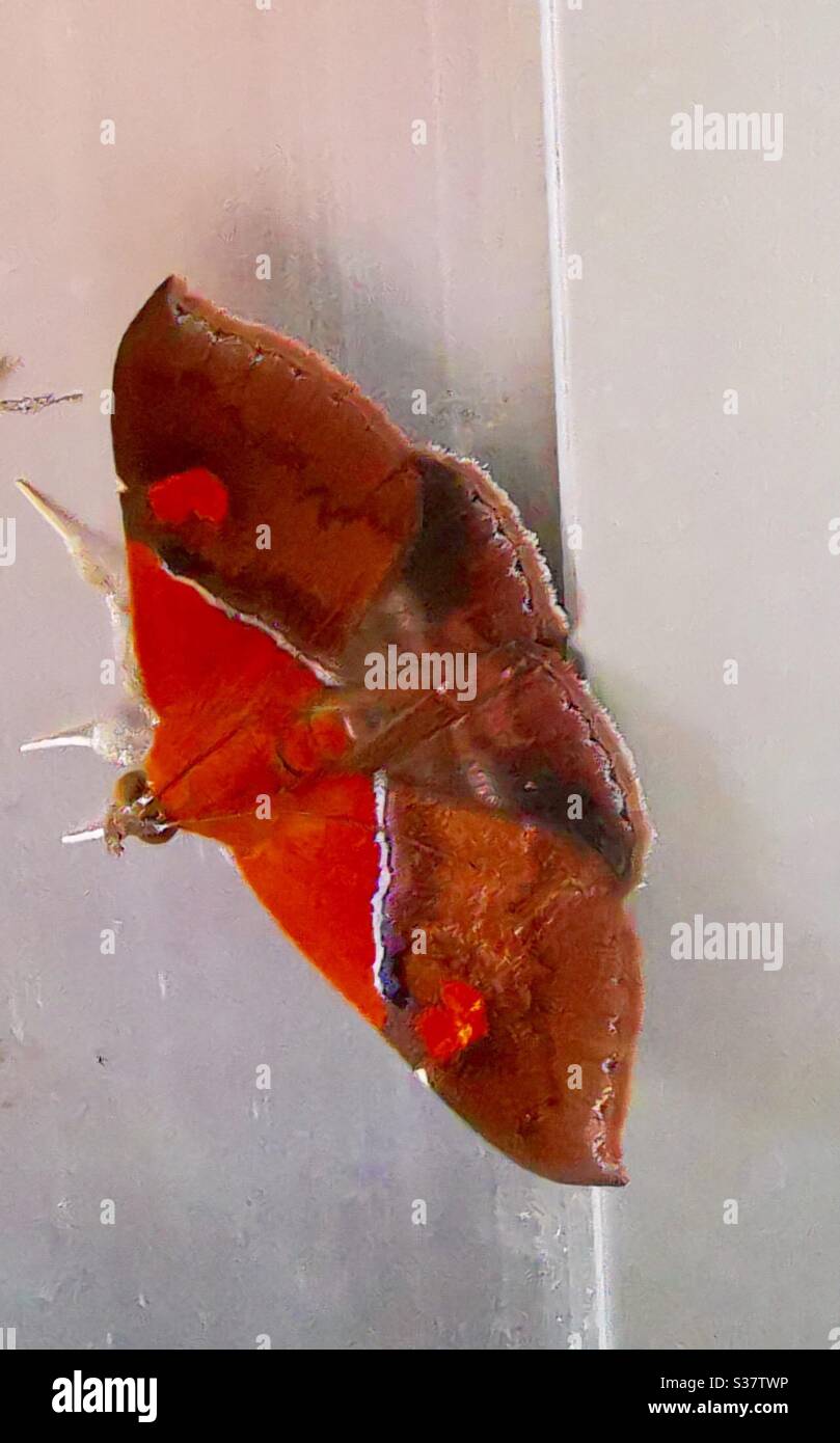 A colorful red butterfly. - Smartphone Captured Stock Image