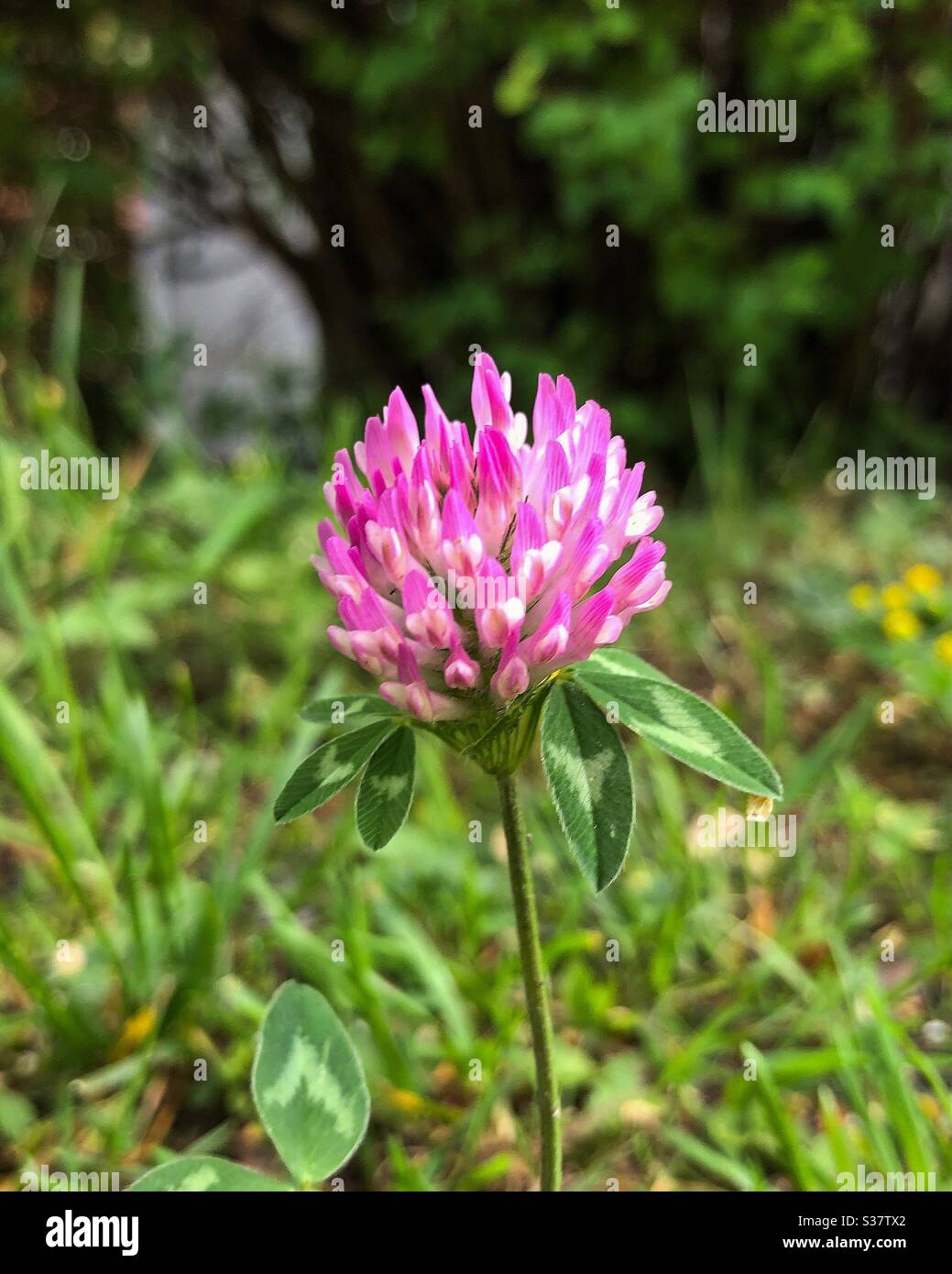Single red clover with out of focus background Stock Photo