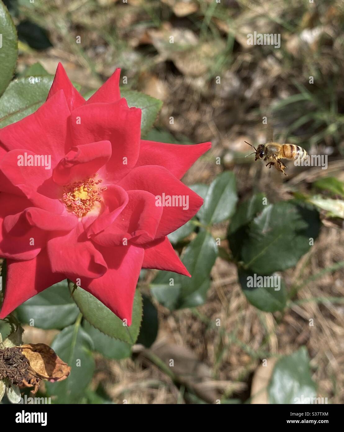 Honeybee inflight going to a red rose - Smartphone Captured Stock Image