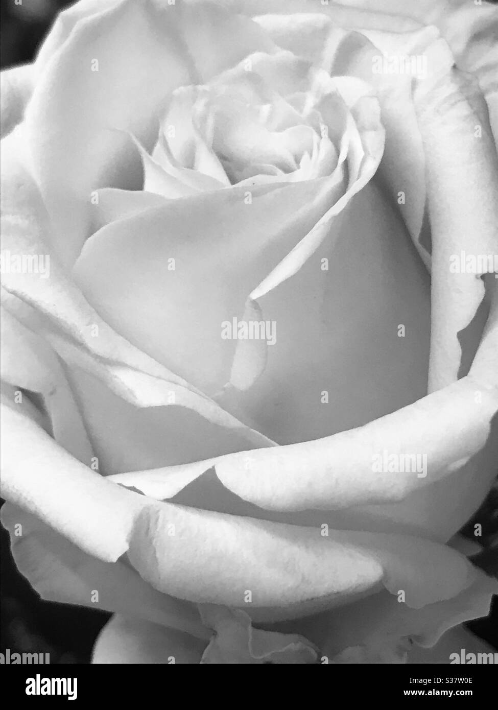 Insanely beautiful ! vanilla colour rose in black and white mode, pale yellow rose for sale in singapore- colour change mode Stock Photo