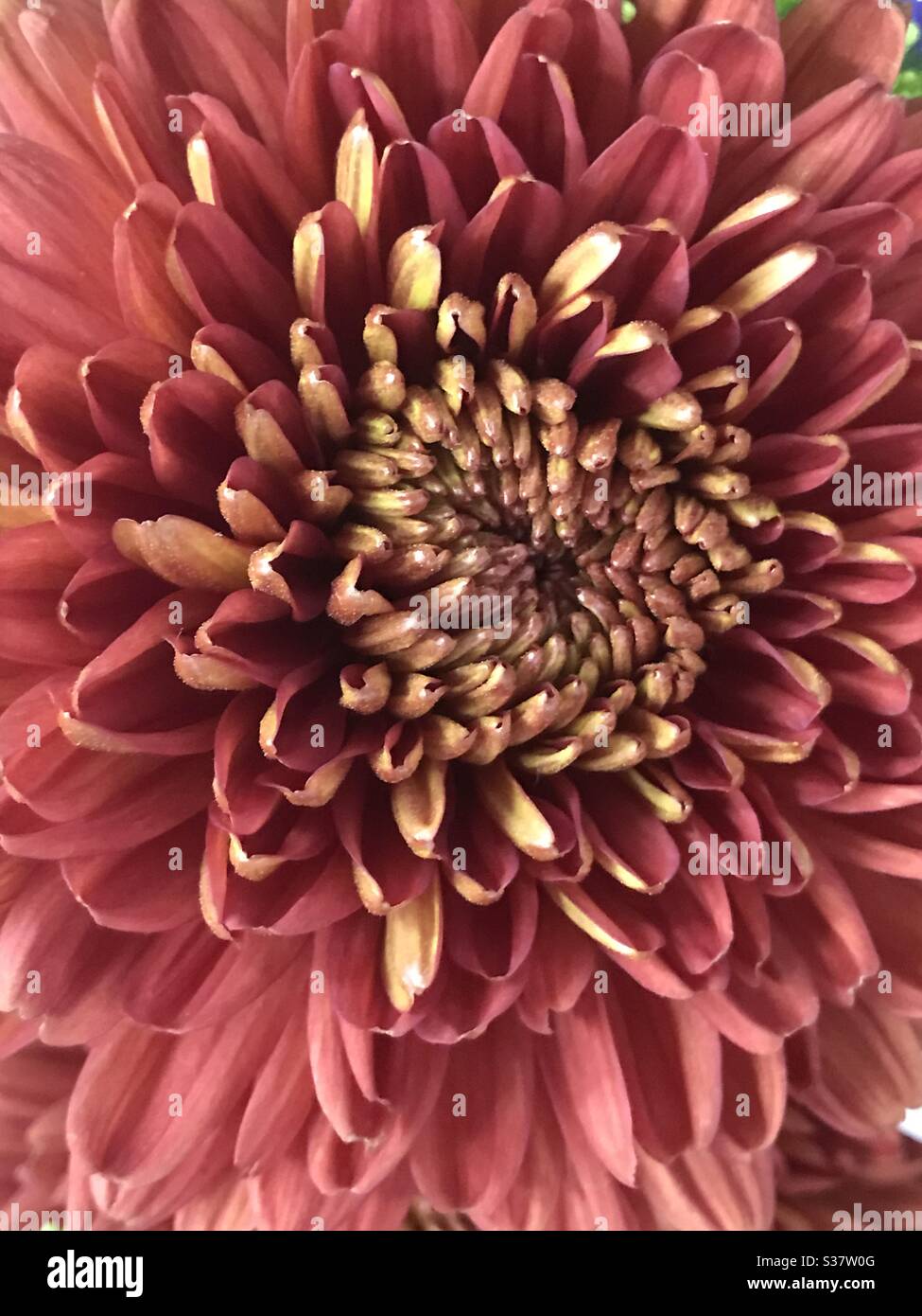 Colourful hybrid red Chrysanthemum flowers in a bouquet for sale - red flower -condolence flower- funeral flower close up pic - jamanthi flower in singapore-showing expanse of petals and centre stamen Stock Photo
