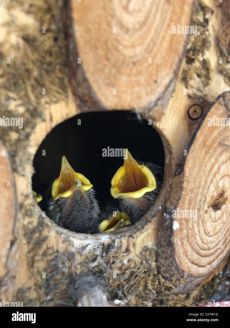 Baby chickadees waiting for food Stock Photo