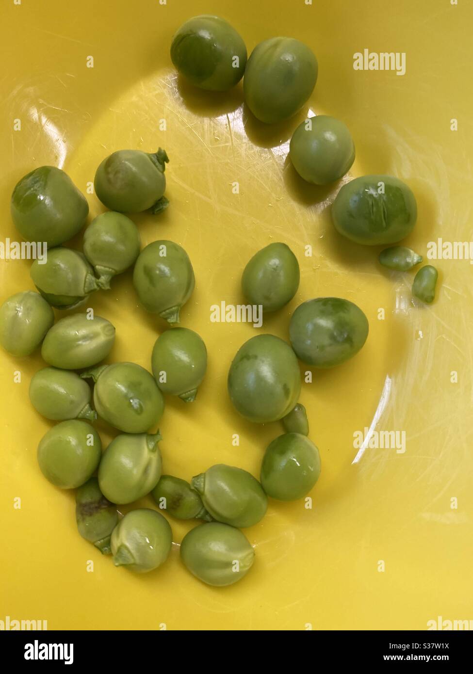 Home Grown Lockdown peas - Smartphone Captured Stock Image