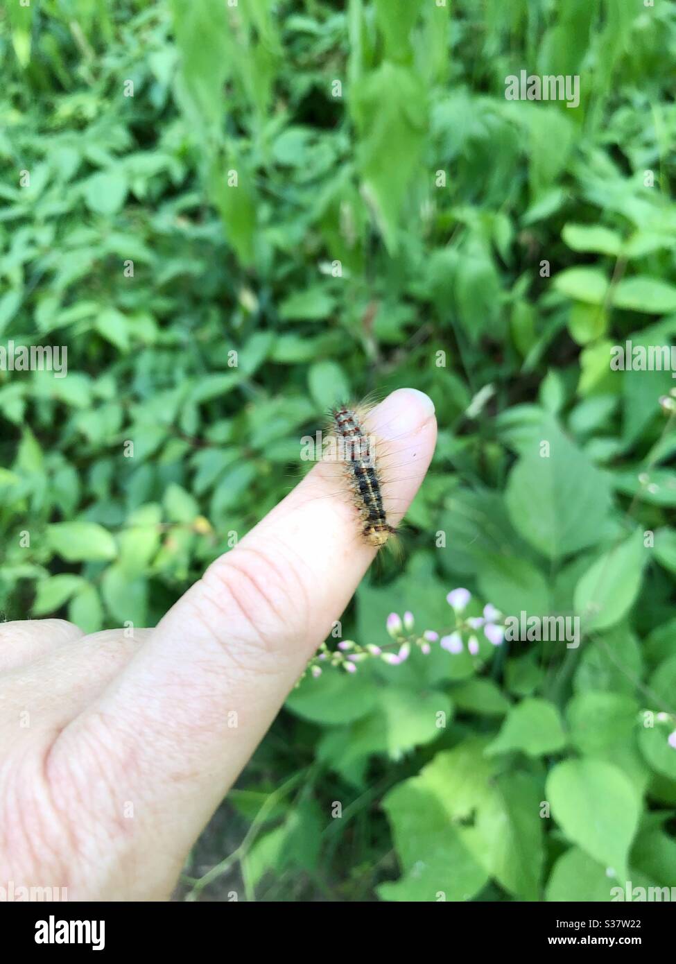 A caterpillar crawling on a woman’s finger. - Smartphone Captured Stock Image