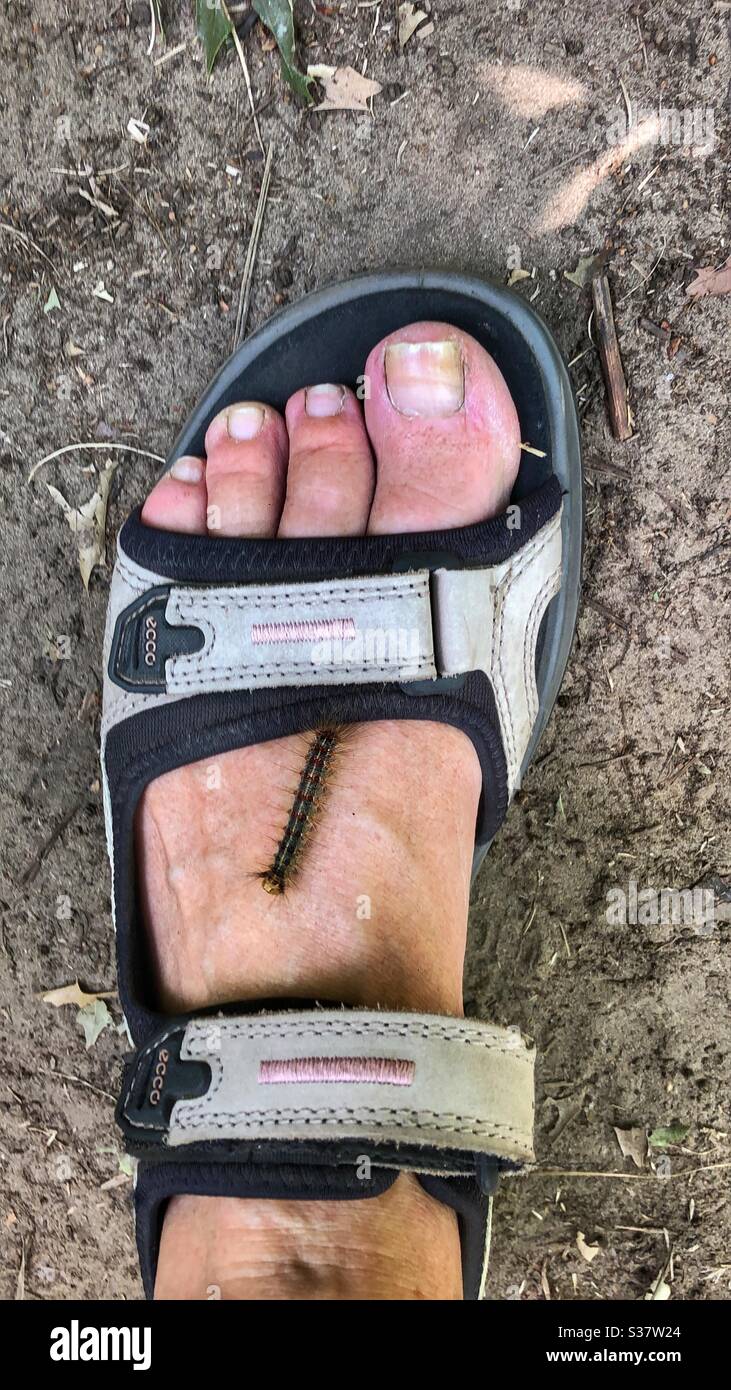 A caterpillar crawling on a woman’s foot. - Smartphone Captured Stock Image