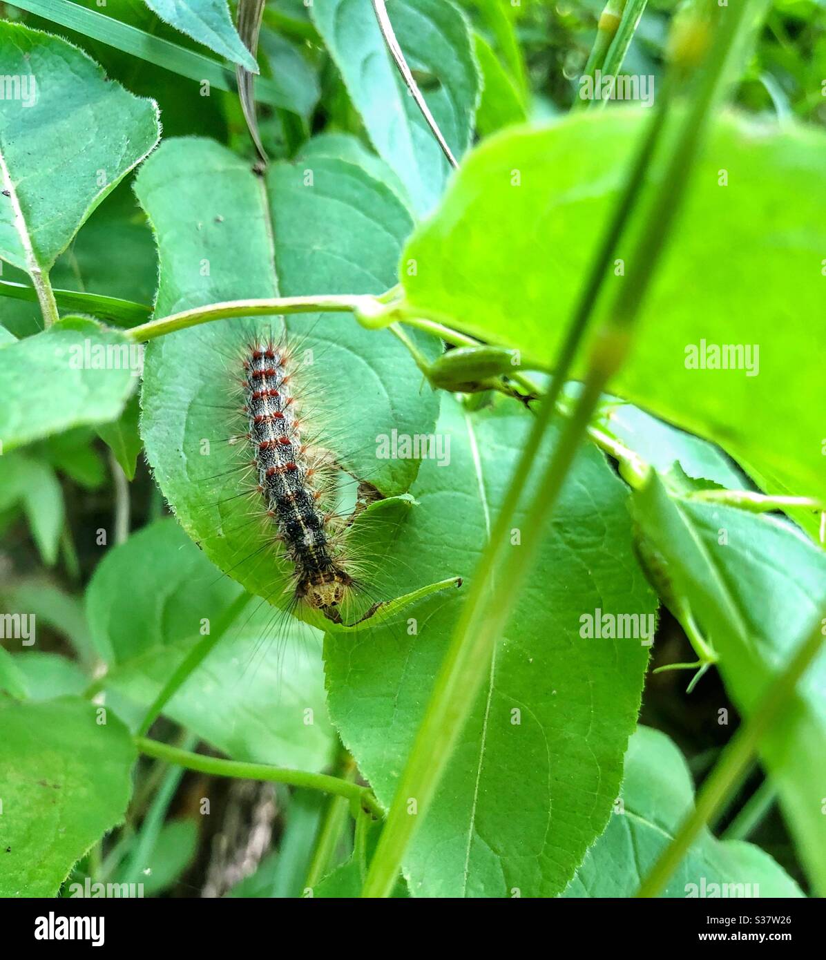 A caterpillar crawling on a leaf. - Smartphone Captured Stock Image
