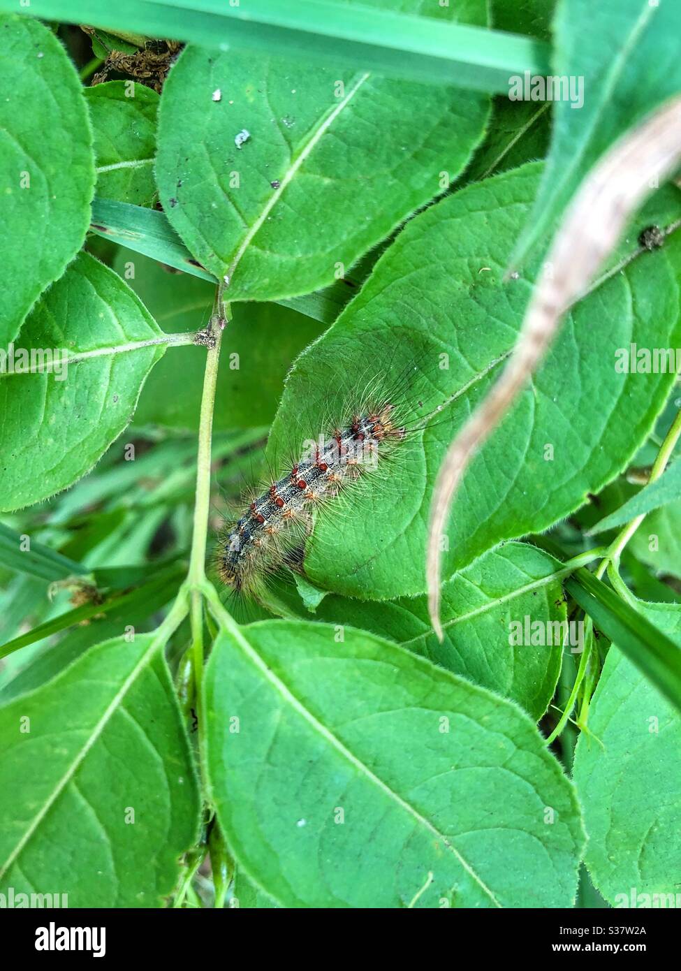 A caterpillar crawling on a green leaf. - Smartphone Captured Stock Image