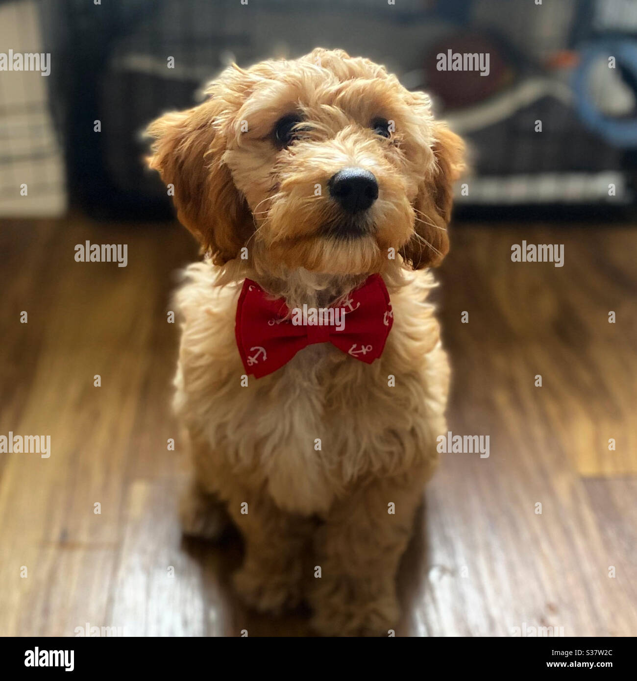 Puppy wearing a bow tie Stock Photo Alamy