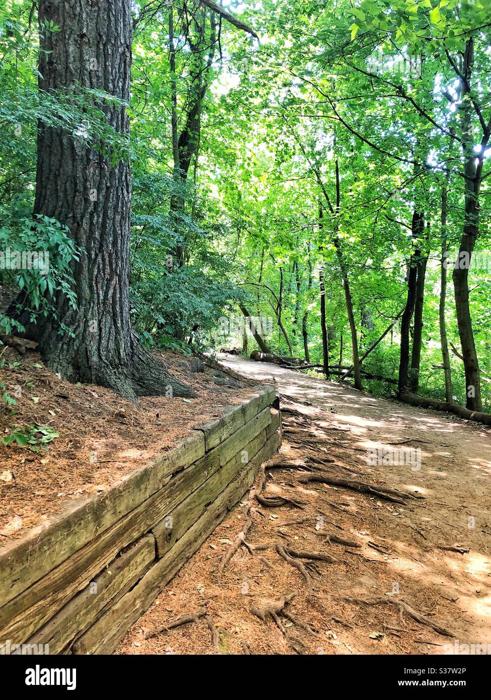 In the woods. - Smartphone Captured Stock Image