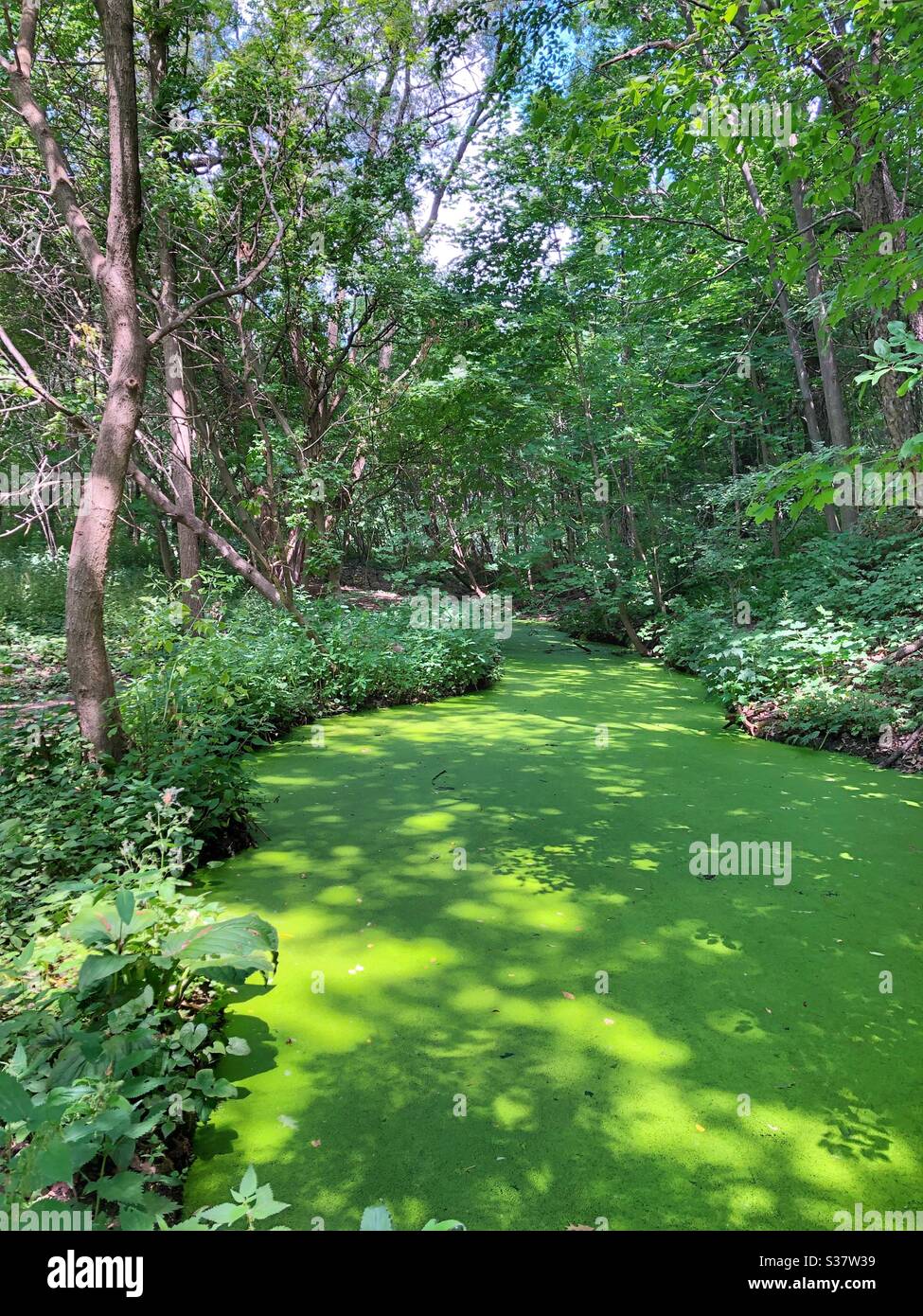 A stream covered in algae. - Smartphone Captured Stock Image A stream covered in algae. - Smartphone Captured Stock Image
