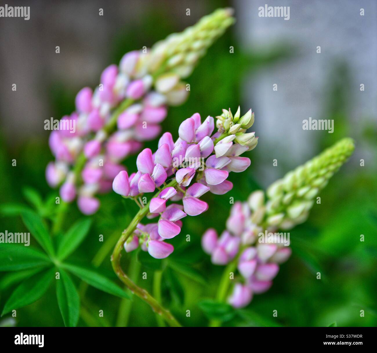 Wall flowers blowing over in the wind Stock Photo Alamy