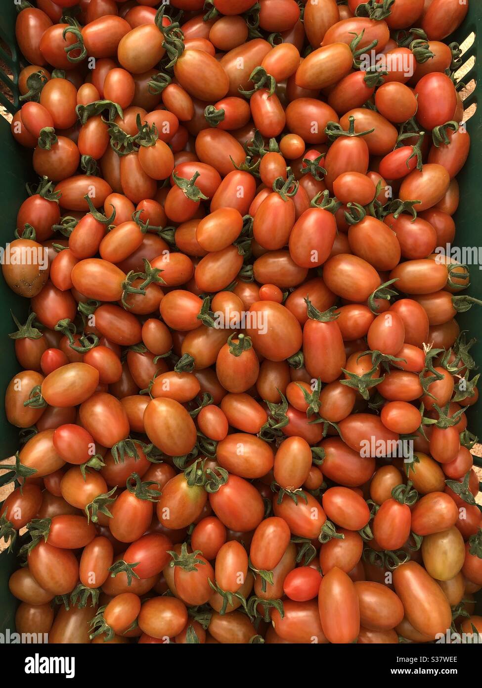 Fresh tomatoes from farm. Stock Photo