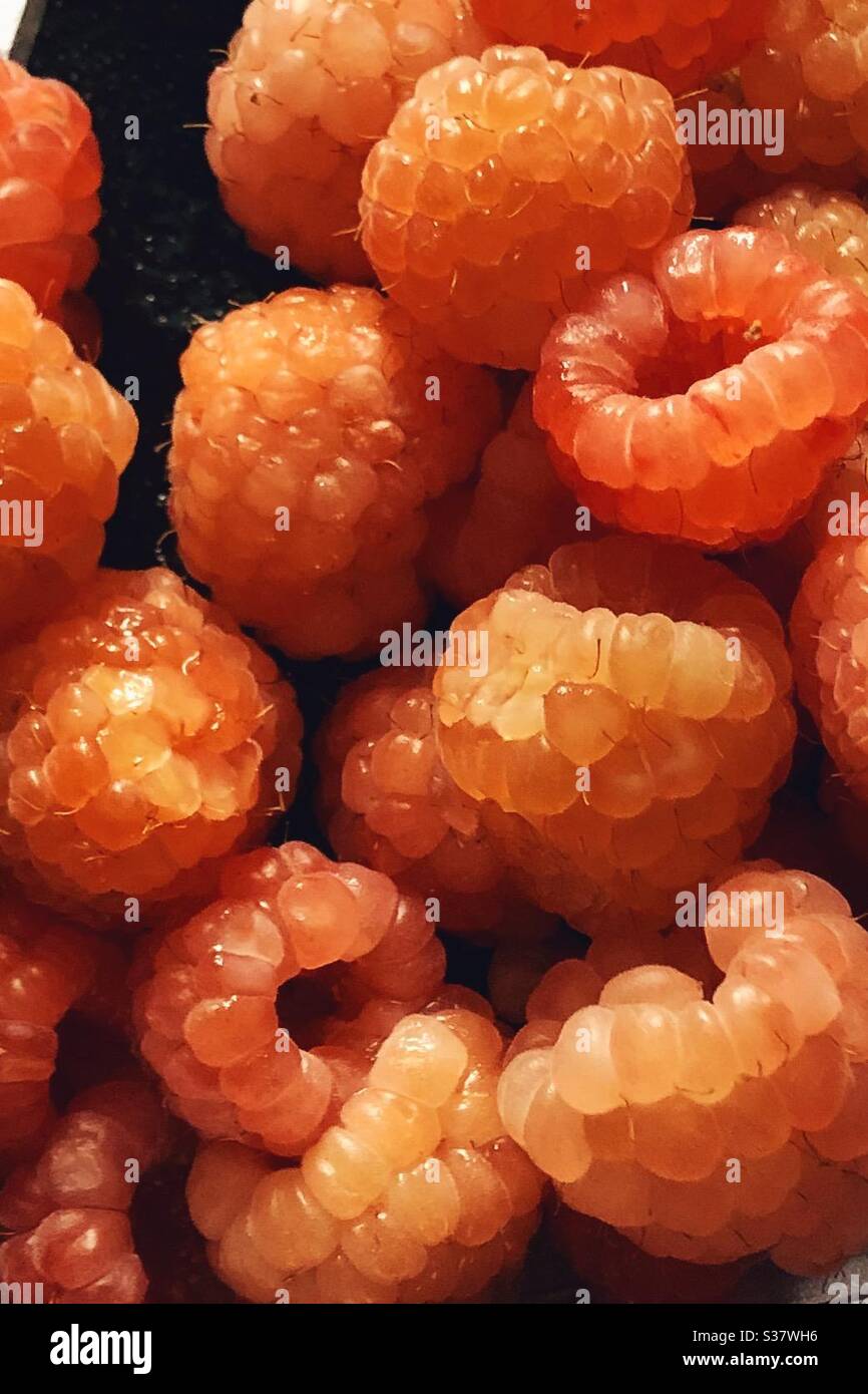 Orange berries Stock Photo