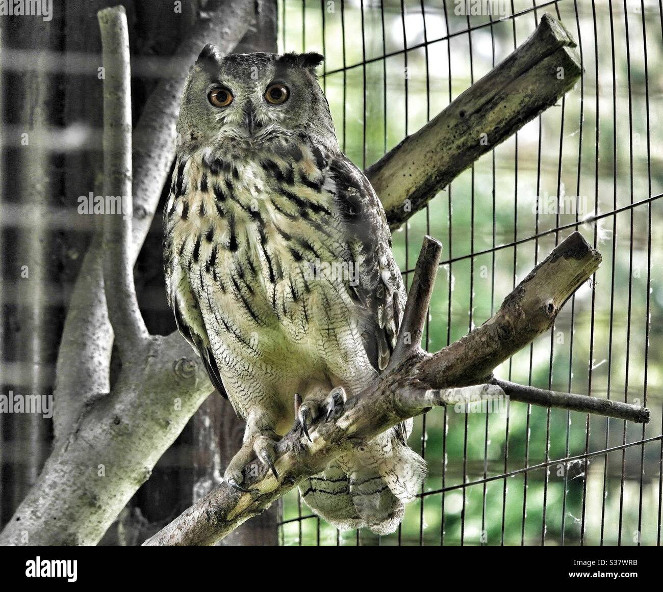 Owl at Greenacres farm park - Smartphone Captured Stock Image