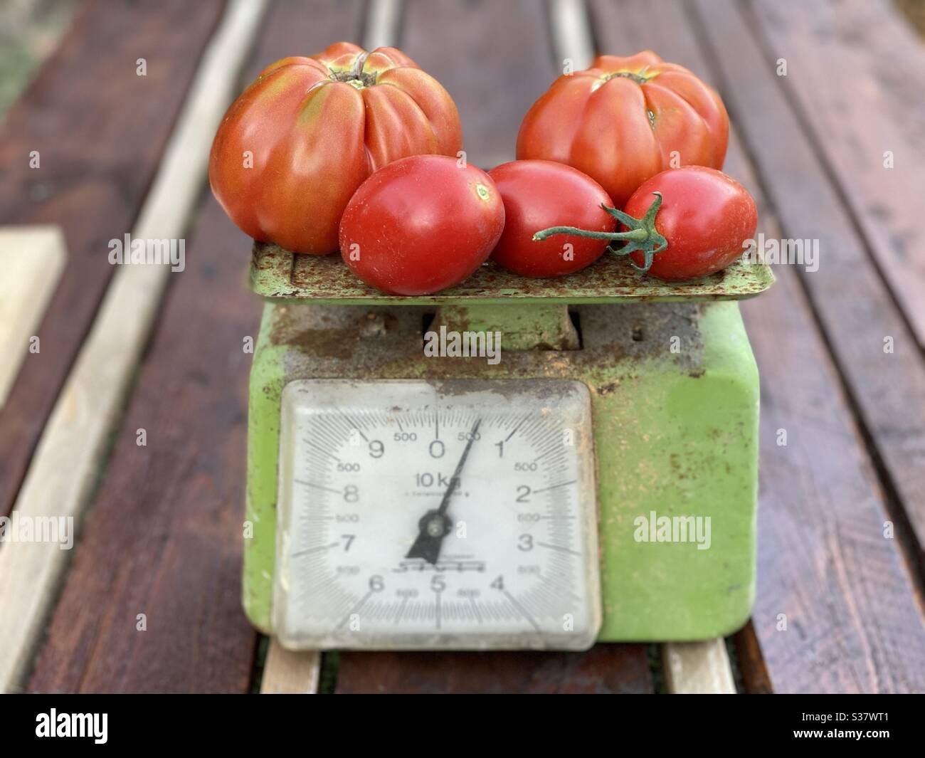 https://c8.alamy.com/comp/S37WT1/fresh-bio-tomatoes-from-home-garden-on-an-old-weight-scale-S37WT1.jpg