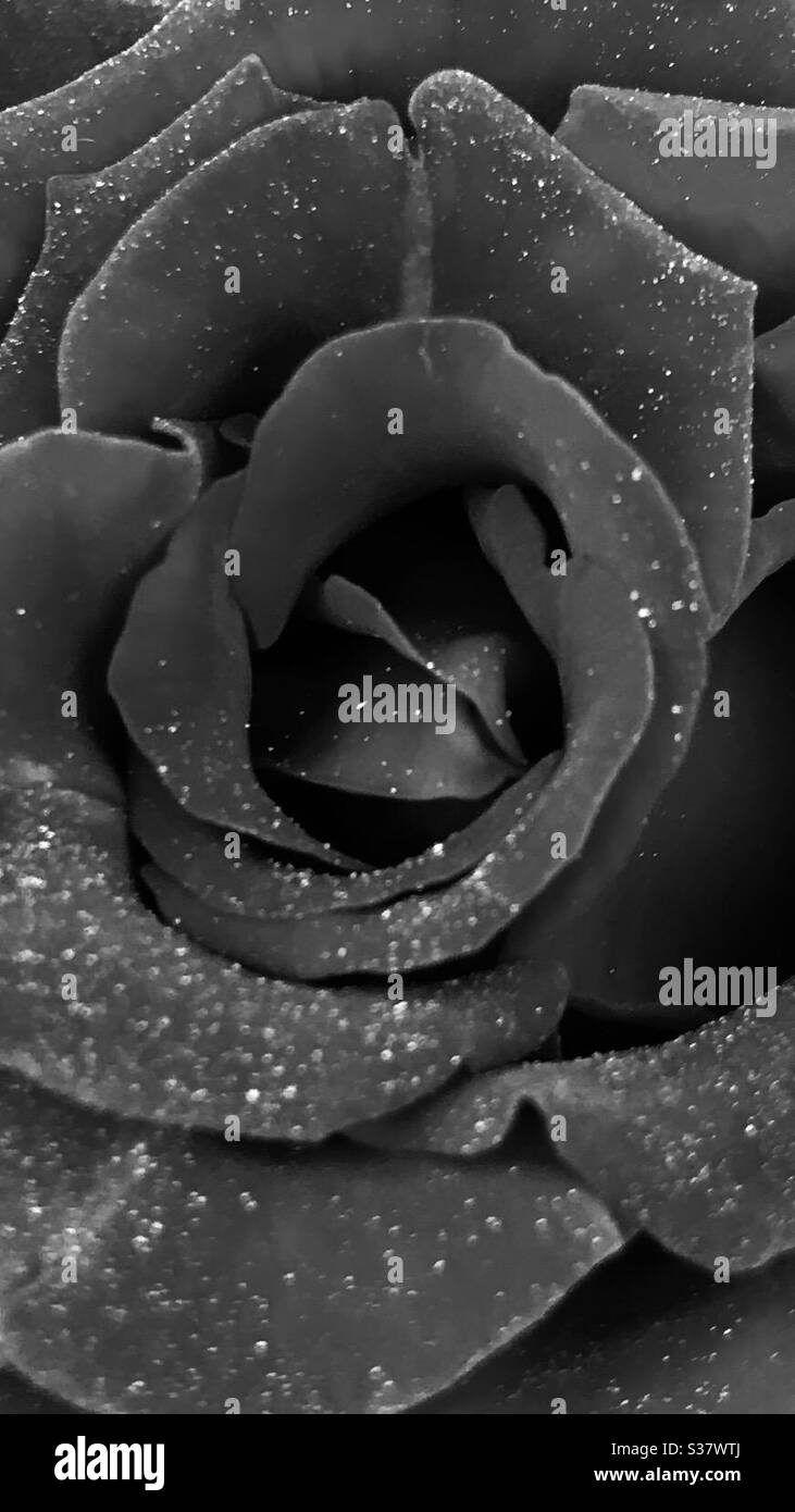 Black Rose Wallpaper For Iphone Stock Photo Alamy