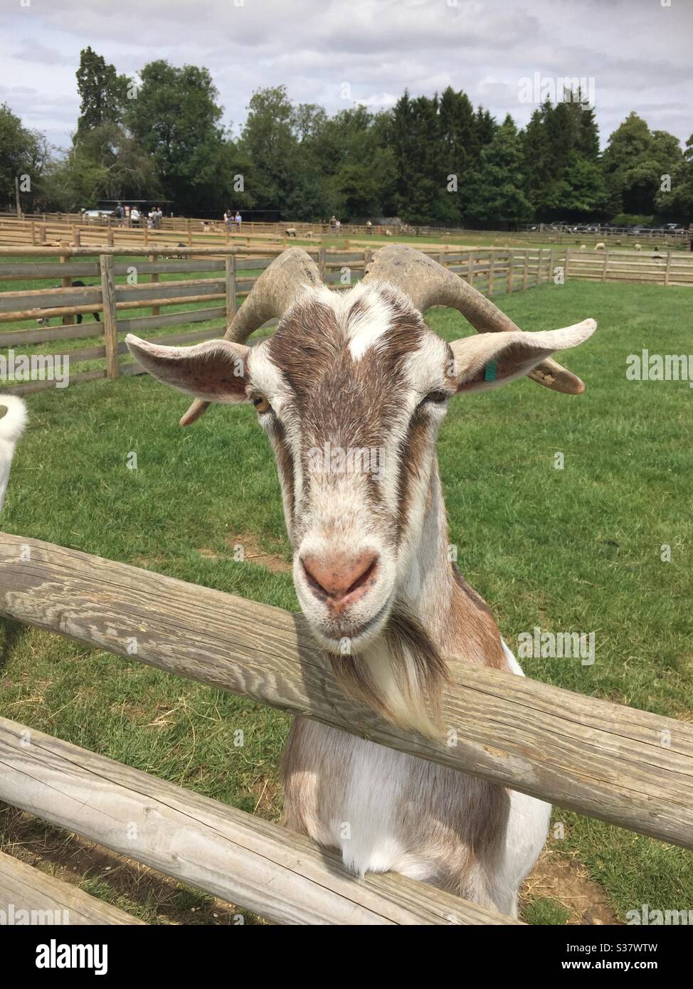 Goat at a children’s farm Stock Photo