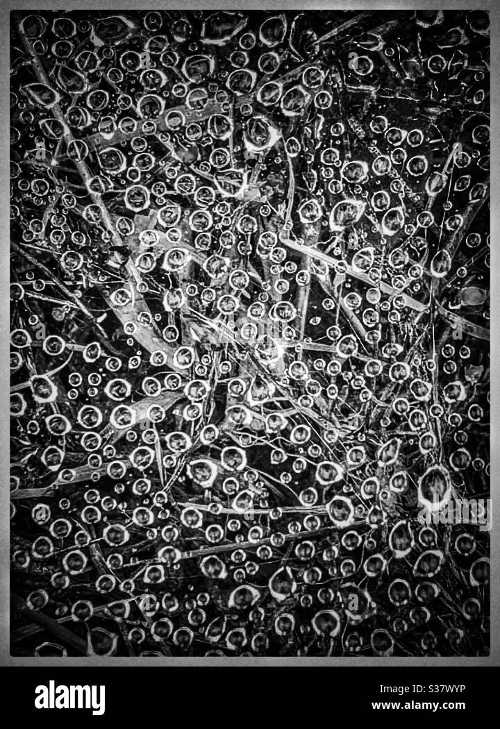 Rain drops on a spiders web black and white edit Stock Photo