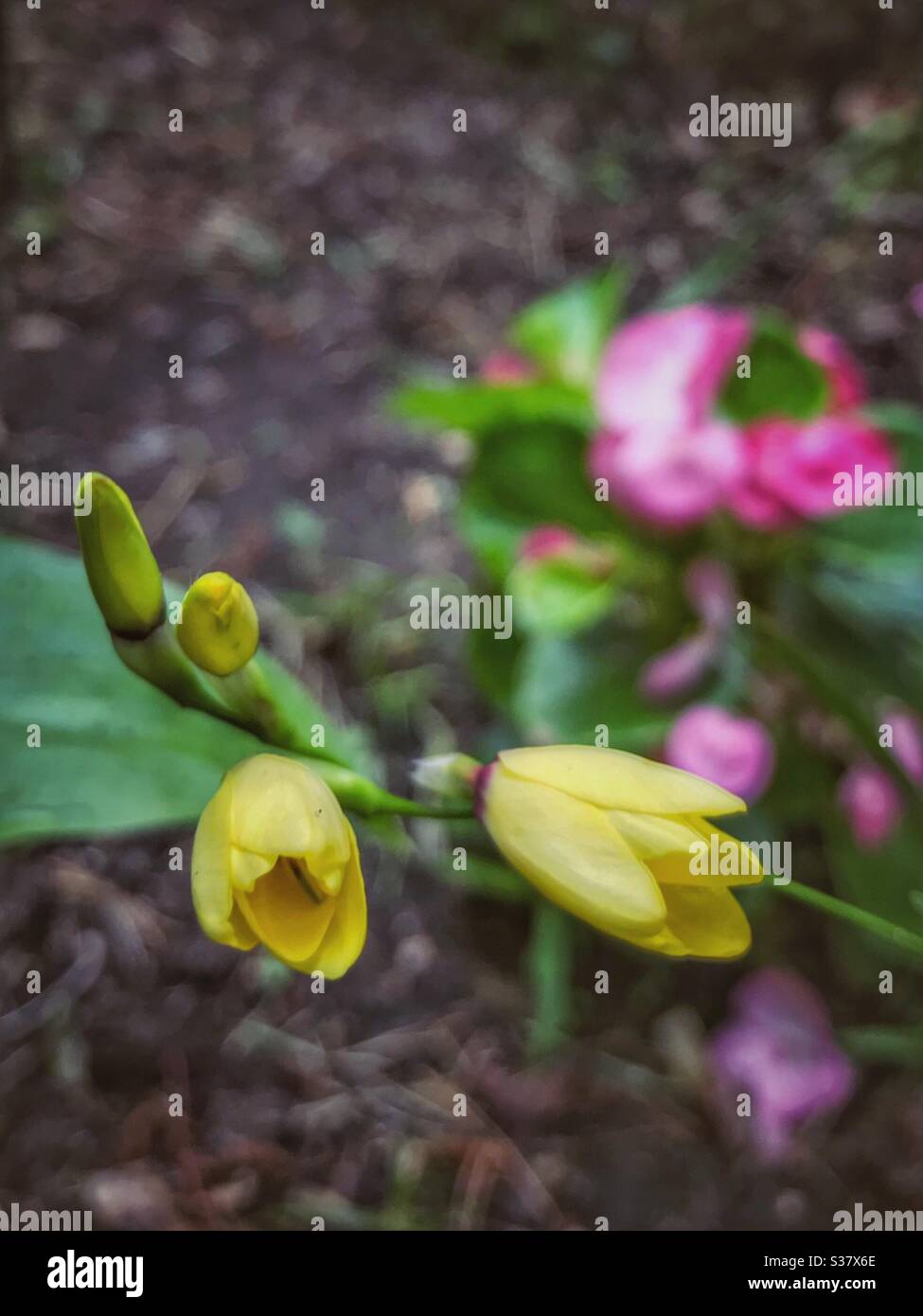 Ixia in bloom, yellow Stock Photo