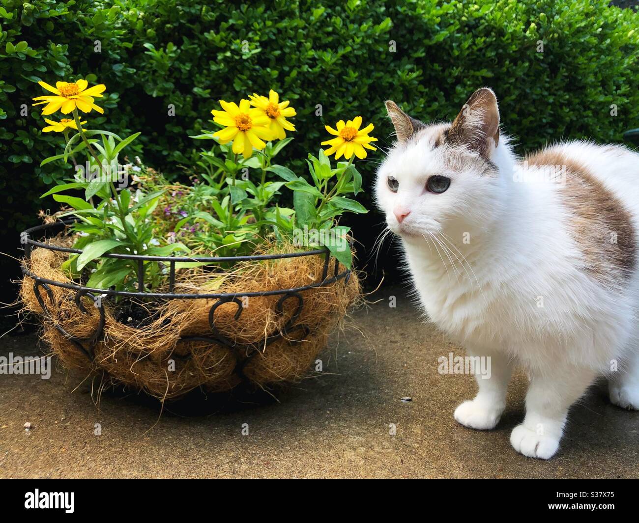 A cat next to zinnia flowers. Stock Photo