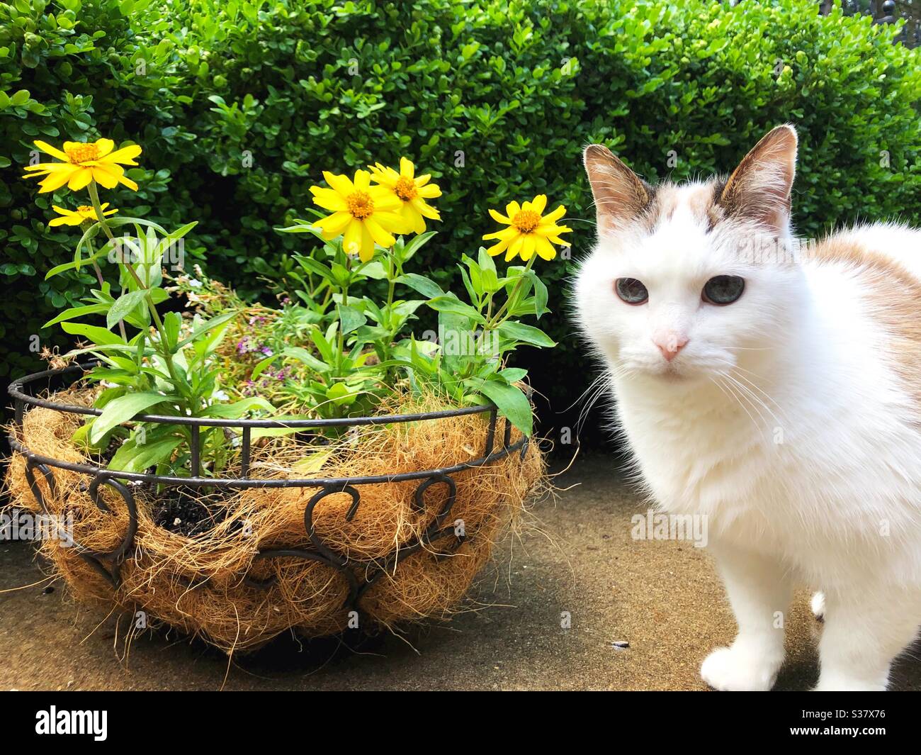 A cat next to yellow zinnia flowers. Stock Photo