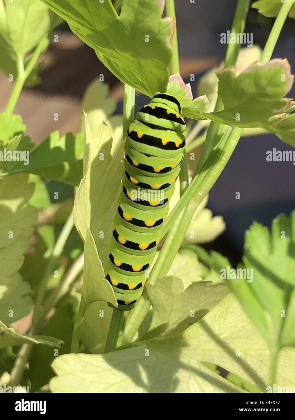 Black Swallowtail Butterfly Caterpillar - Full grown caterpillar (Papilio polyxenes) also known as a Parsnip Worm Caterpillar or Parsley Caterpilla Stock Photo