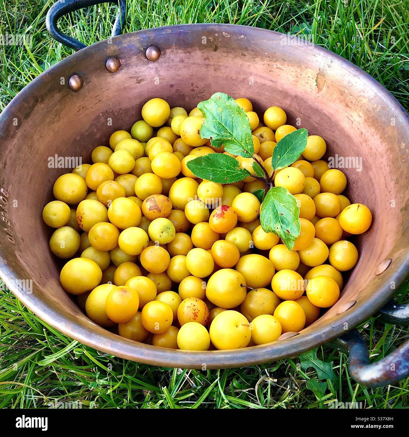 Freshly picked Mirabelle plums in copper pan. Stock Photo