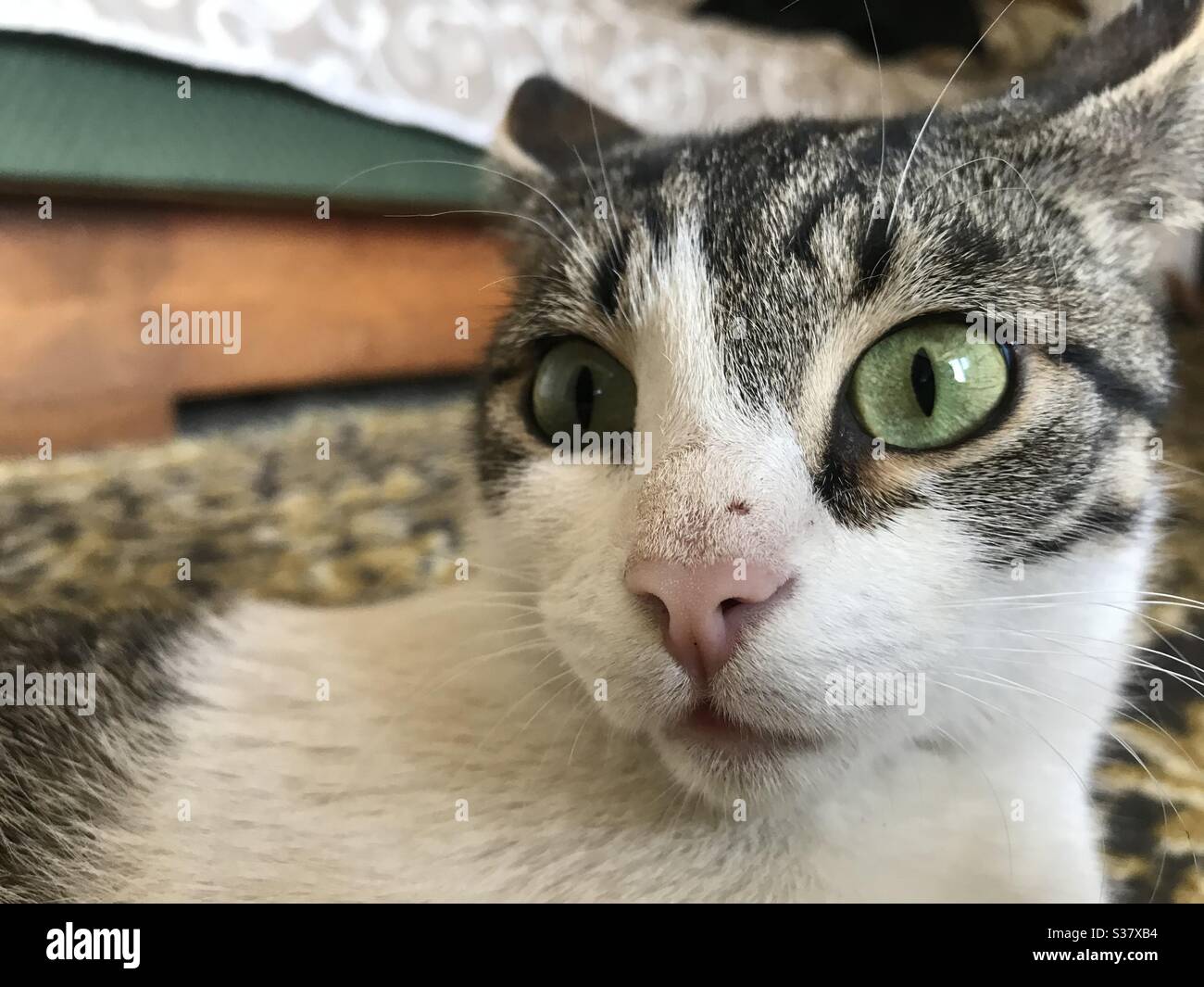 Stunned cat Stock Photo