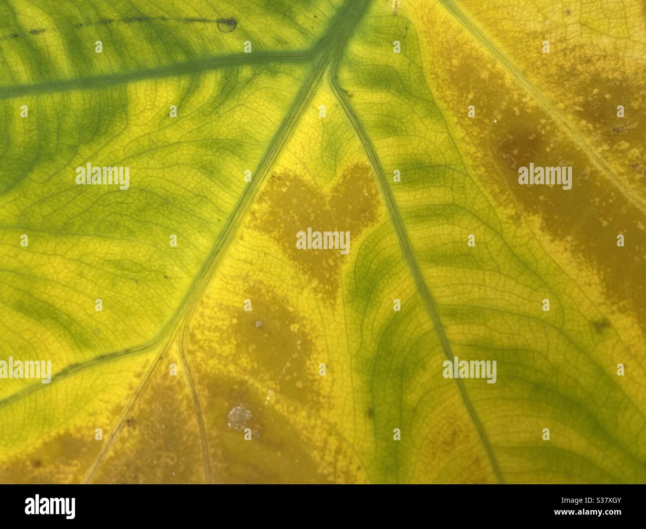Pattern of a heart in a changing colorful leaf - Smartphone Captured Stock Image