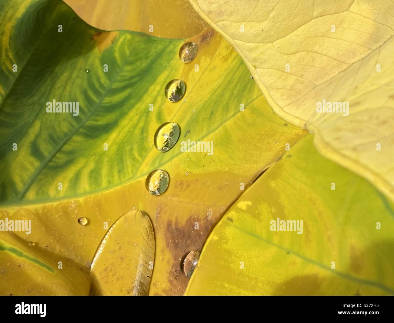 Abstract background of raindrops in a line on a colorful changing leaf - Smartphone Captured Stock Image
