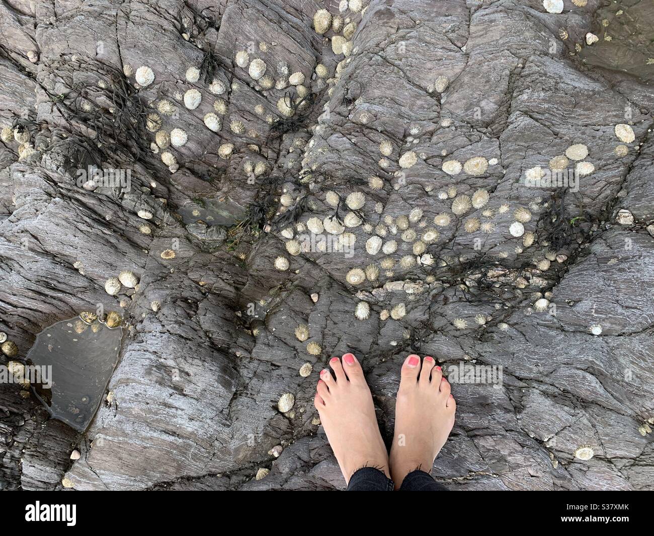 Feet on rocks covered with limpets - Smartphone Captured Stock Image