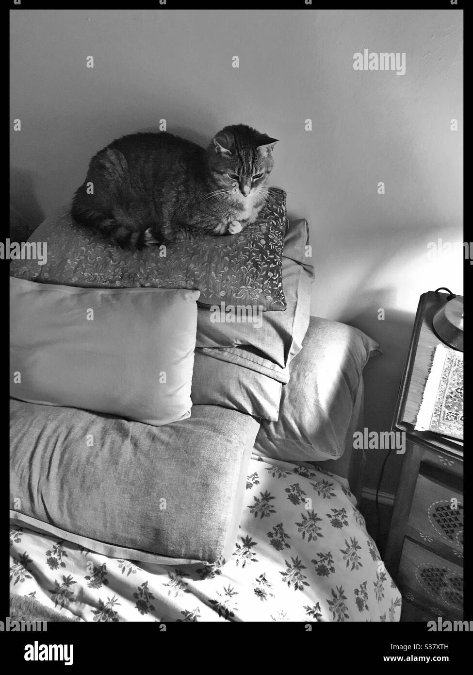 Cat lying on top of pillows on bed. - Smartphone Captured Stock Image