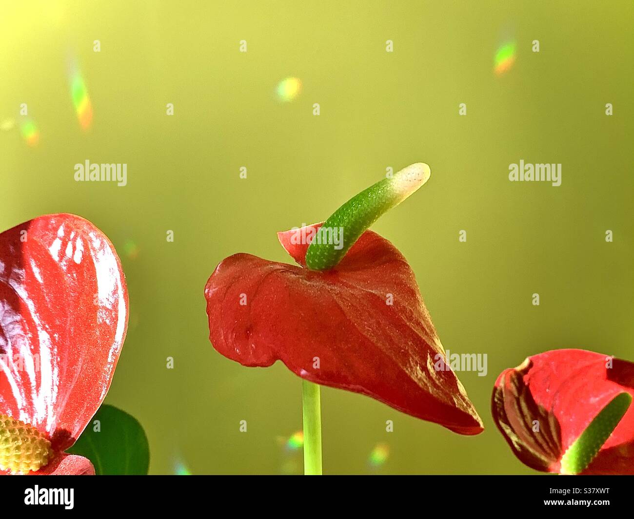 Anthurium showing Spathe Leaf and the protruding inflorescence called the spadix - Smartphone Captured Stock Image