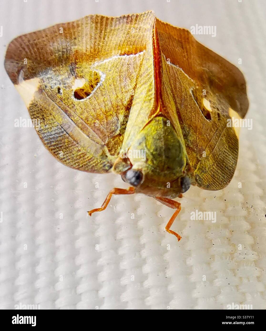 A closeup of a colorful moth. - Smartphone Captured Stock Image