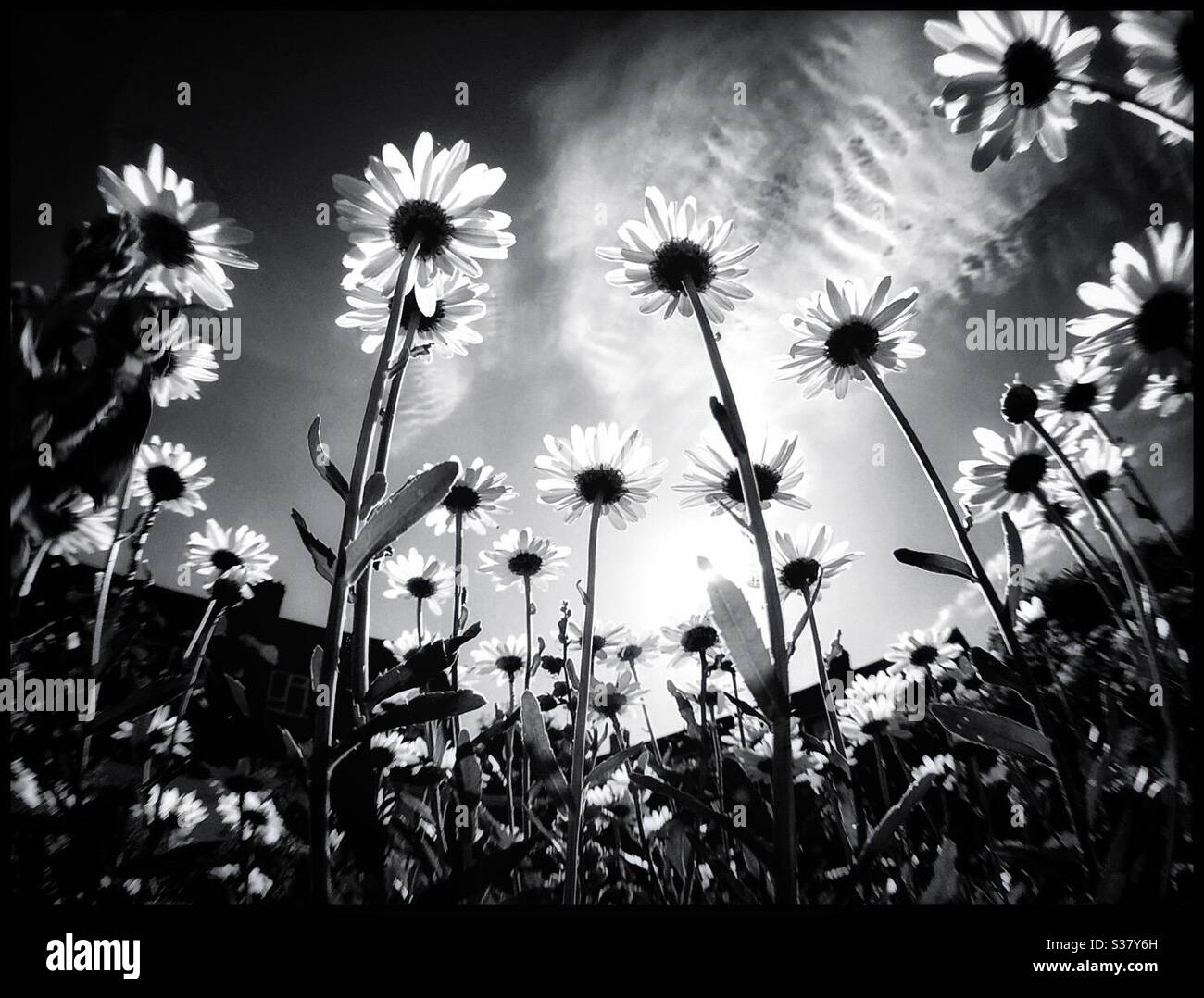 Sunlight through the daisies. - Smartphone Captured Stock Image