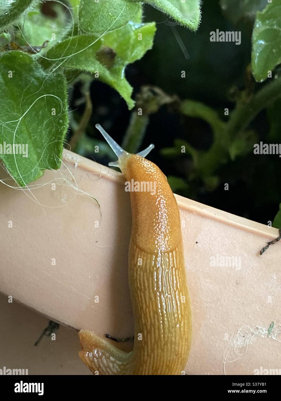 Slimy snail on flower pot with antennae Stock Photo