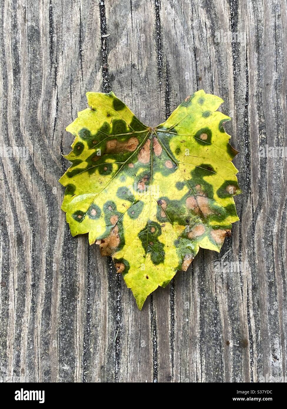 Colorful changing leaf on wood background - Smartphone Captured Stock Image